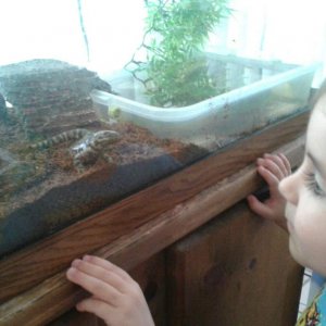 sammy my first salamander.