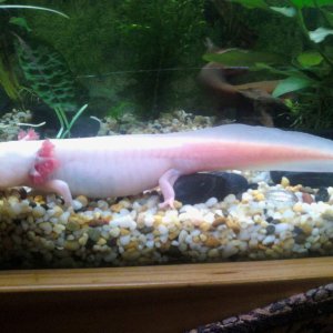 This is my girl pracilla