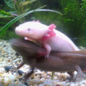 Oliver and pracilla playing