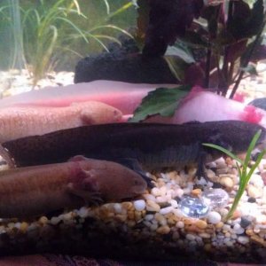 All of my axolotls sitting together.