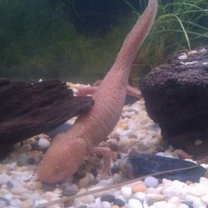 Diving madusa