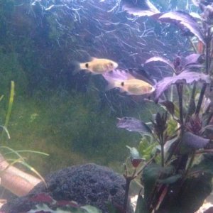 My feeder fish that are too fast for my axolotls this is the last two out of the ten I first got and they are still around. I named then surf and terf