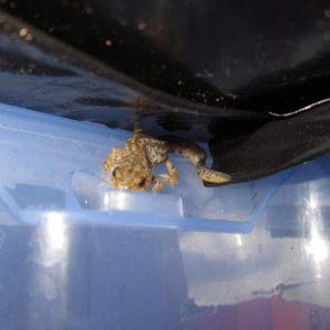 Look Sam....they do climb and if I hadn't made a rim around the edge...it would have been off .... New Alpine newt morph