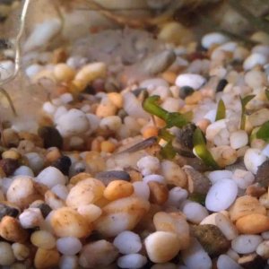 There is a baby axolotle there he or she is just very small