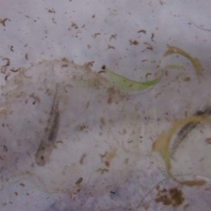 Mystery larvae