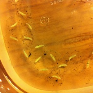 photo (16)