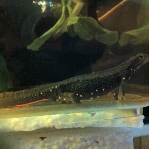 LEE WARTY NEWT