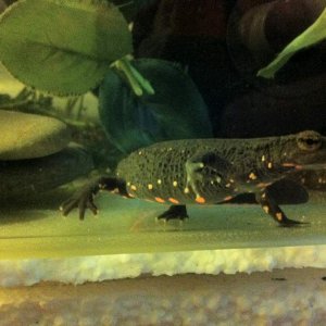 LEE WARTY NEWT 1