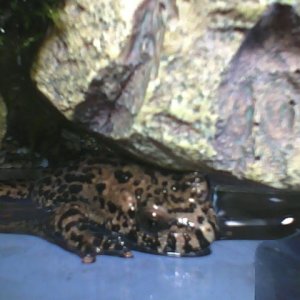 Miku ^^ dont know if this frog is female ><