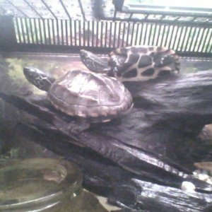 Dont know if these turtles are boys or girls ><