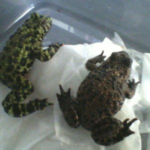 Green - Male   Brown - ? :S