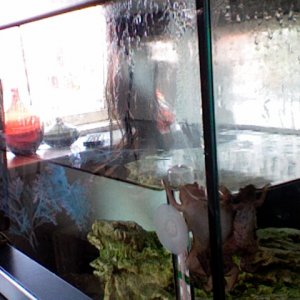 Two frogs with the same favorite spot