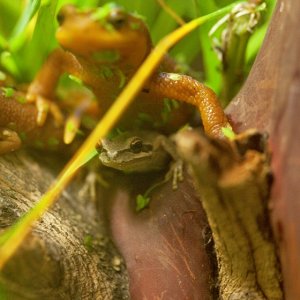 Pacific tree Frog room mate