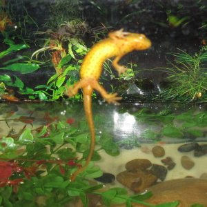 Spider Newt