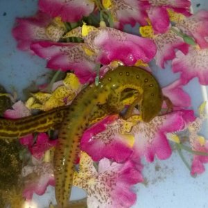 Amplexus.