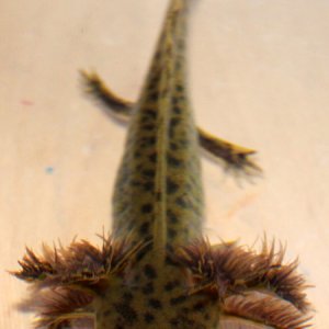 Youngster 2012