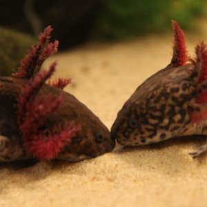 adults
The dark colored type on the left, the fair one on the right