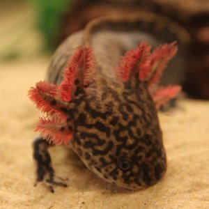 Fair colored adult male