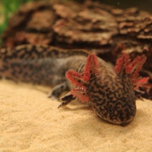 Fair colored adult male