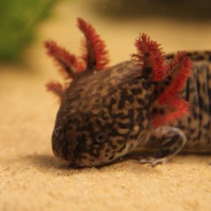 Fair colored adult male