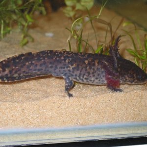 Dark colored adult male