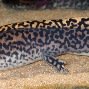 Fair colored adult male