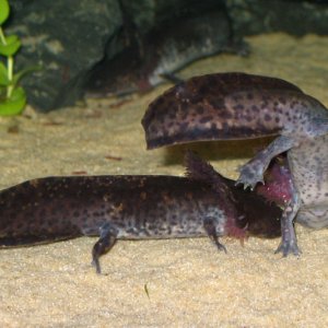 2010 youngsters competing for food. 
Andersoni undersides are fair colored