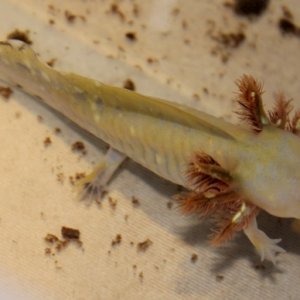 Color morph andersoni.
2012 youngster