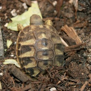 Ona pops out of the ground for veggies.