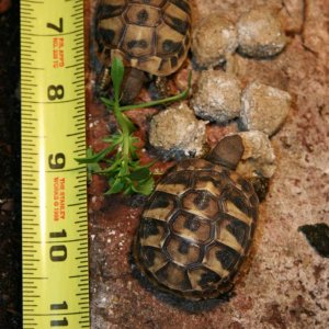 Can you tell which one is persnickety about food and who never saw a pellet or leaf that didn't say "eat me"?