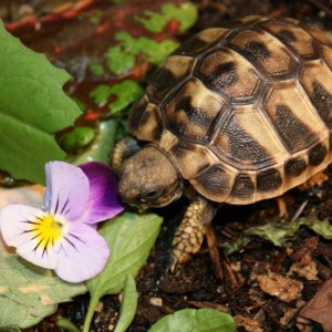Eat... Pretty... Flower...