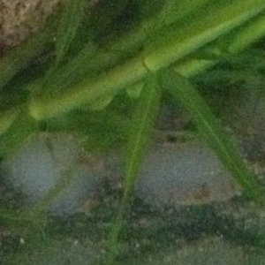 What is this deposited around the tank?