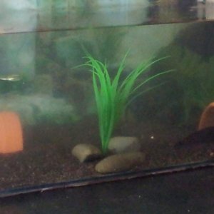 Very blurry and crappy pic of the slightly changed tank .. new substrate and plant up far right corner which he loves hiding in...