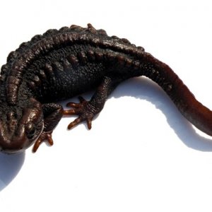 Himalayan Salamander