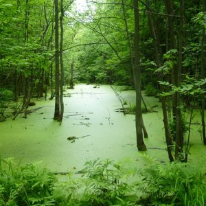 Stream