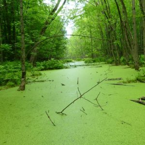 Stream