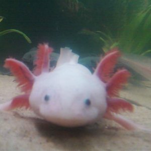 Baby Xocolotl
