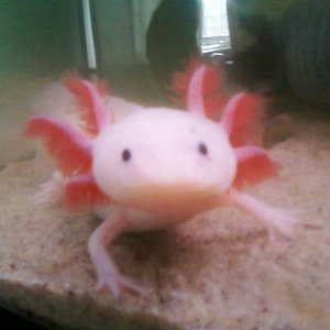 Xocolotl