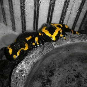 salamanders