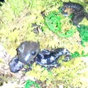 Igor - Jefferson salamander, Inga - Marbled salamander