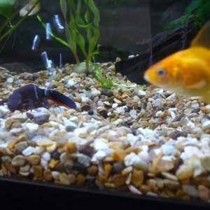 Nigel trying to suss out what and where these air bubbles are coming from. and Bruce Banner the photo bombing goldfish.