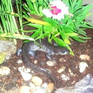 Igor, female Jefferson salamander