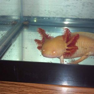in new/bigger tank, about 7 inches now  :))