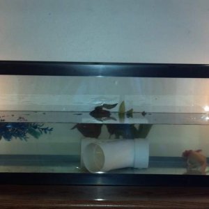 Pinky's home, want to add more plants, but it seems that it would only be for looks.  He does not really hide in the ones he has, rarely sits in them 