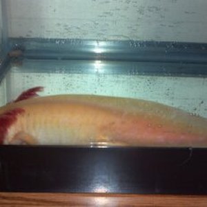 my 7in chubby monster  :)