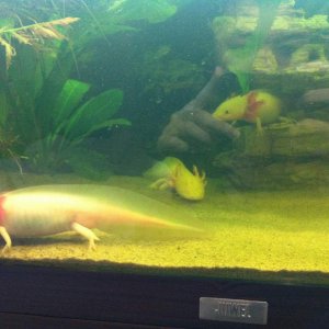Euston, Salvator and Harold the golden albino