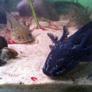My Andersons and a black Axolotl