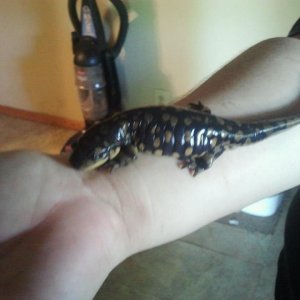 speckles is huge
