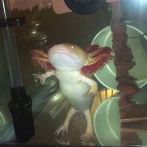 standing while I was looking over the top of the tank