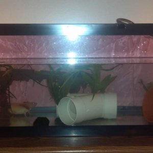 And the whole tank finally done!  Live plants, another hide, canister filter with spray bar, moss ball... and one stalker axolotl   ;)